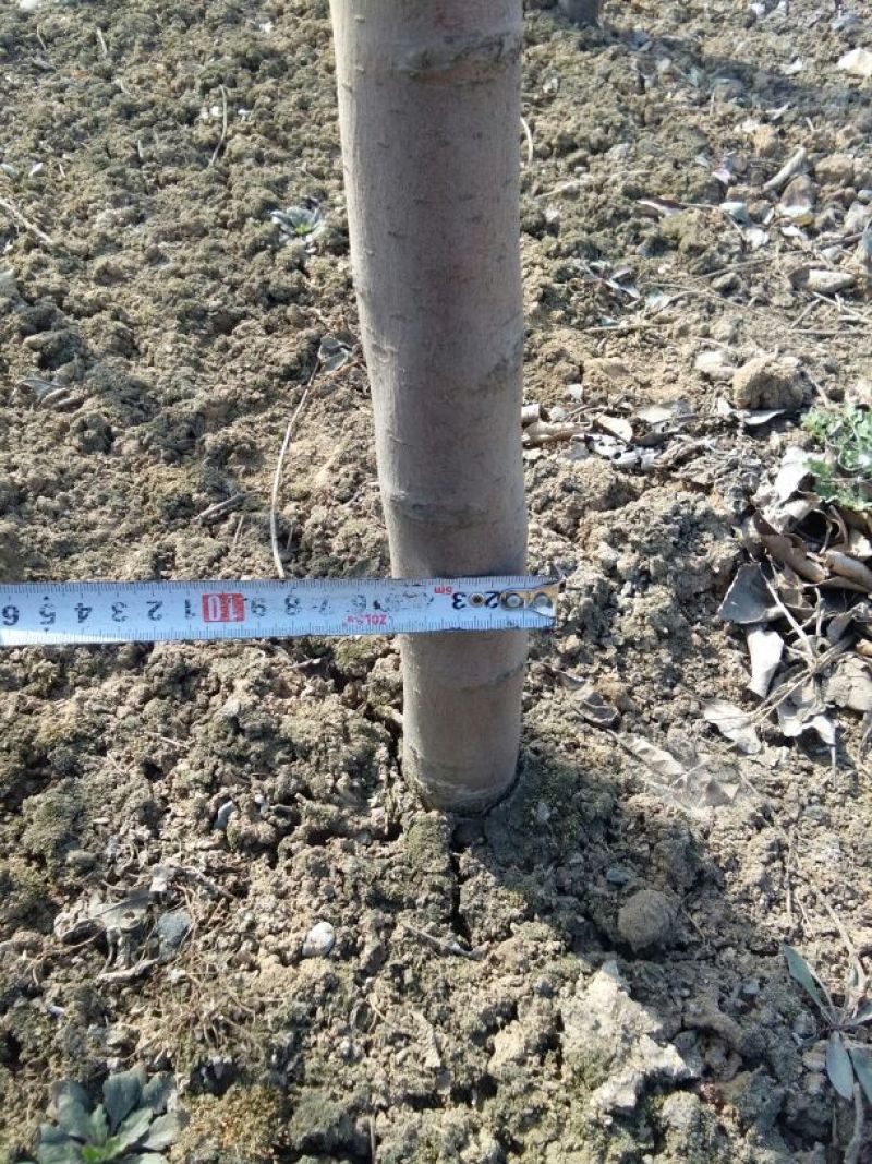 北美海棠2~4cm4cm以下4cm以下