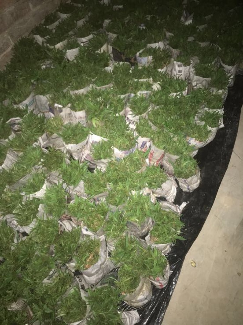 毛桃树苗，云南大籽毛桃，长势快，嫁接存活率高