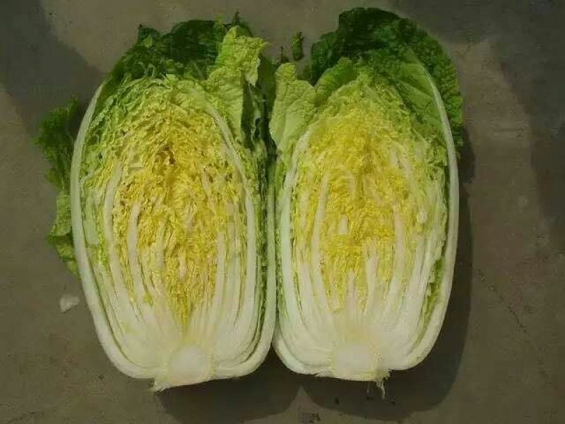 山东大白菜！黄心白菜！产地直销！欢迎咨询