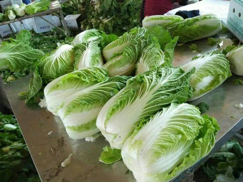 山东大白菜！黄心白菜！产地直销！欢迎咨询