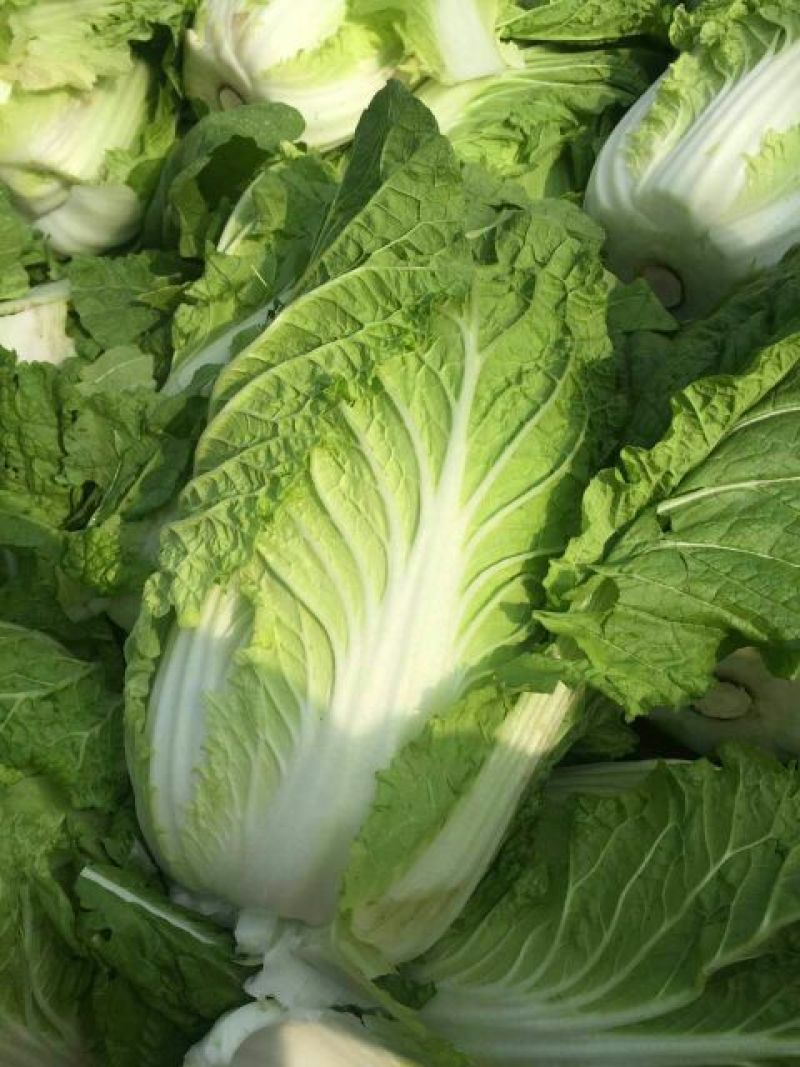 山东大白菜！黄心白菜！产地直销！欢迎咨询