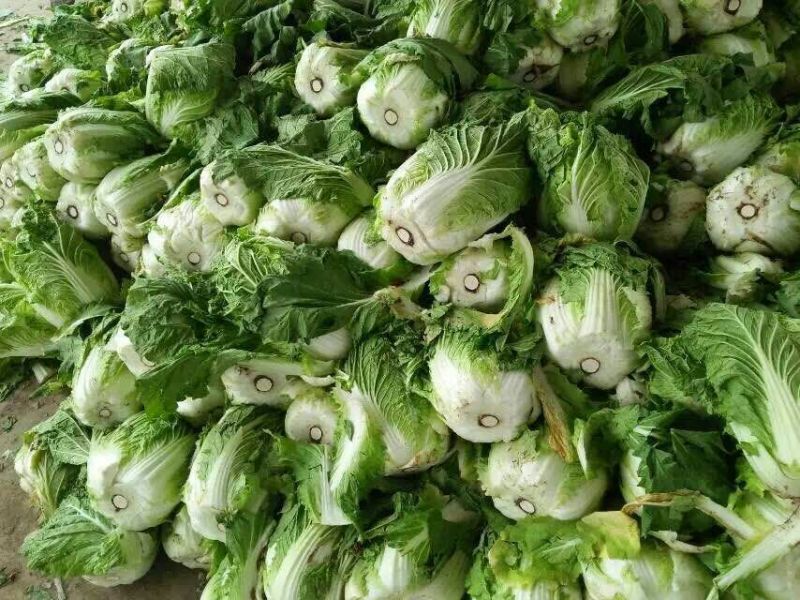 山东大白菜！黄心白菜！产地直销！欢迎咨询