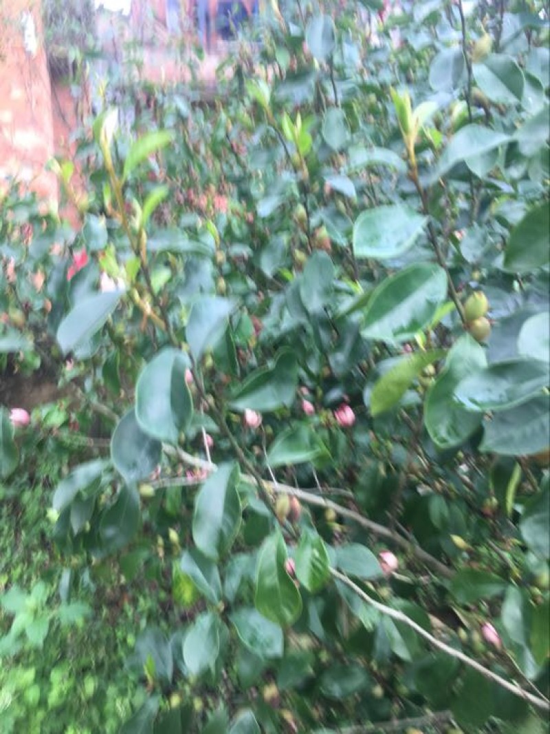 紫花含笑