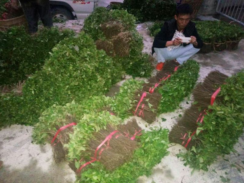 丹参苗紫丹参苗技术指导回收成品量大优惠