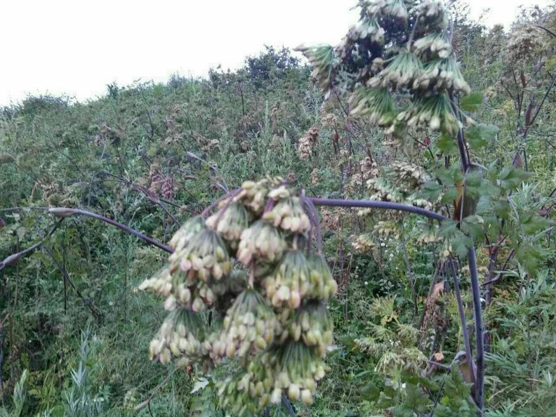 岷当归种子90%以上