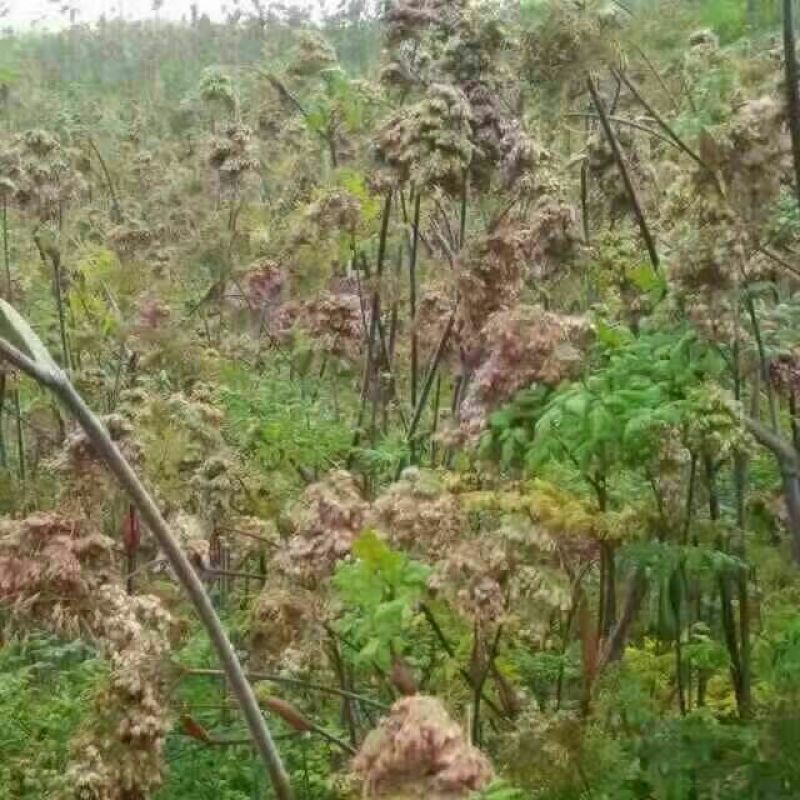 岷当归种子90%以上