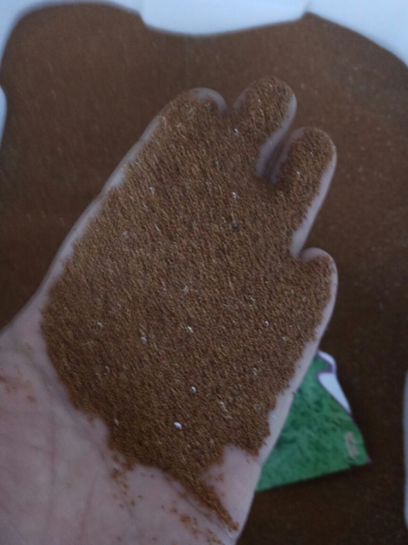艾草种子95