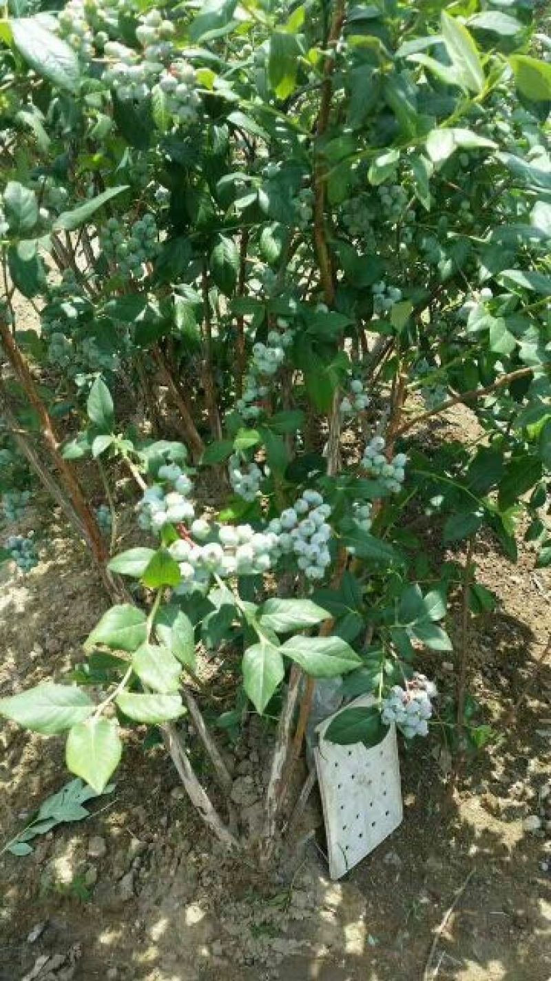 蓝丰蓝莓鲜果8~10mm以上