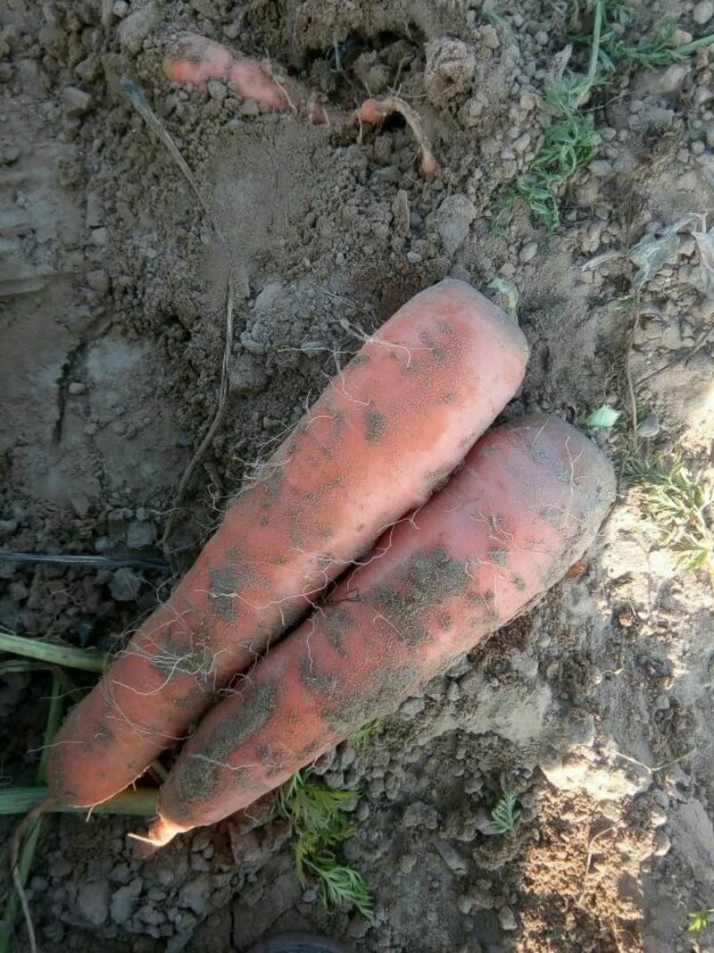 三红胡萝卜2两以上带土15厘米以上红