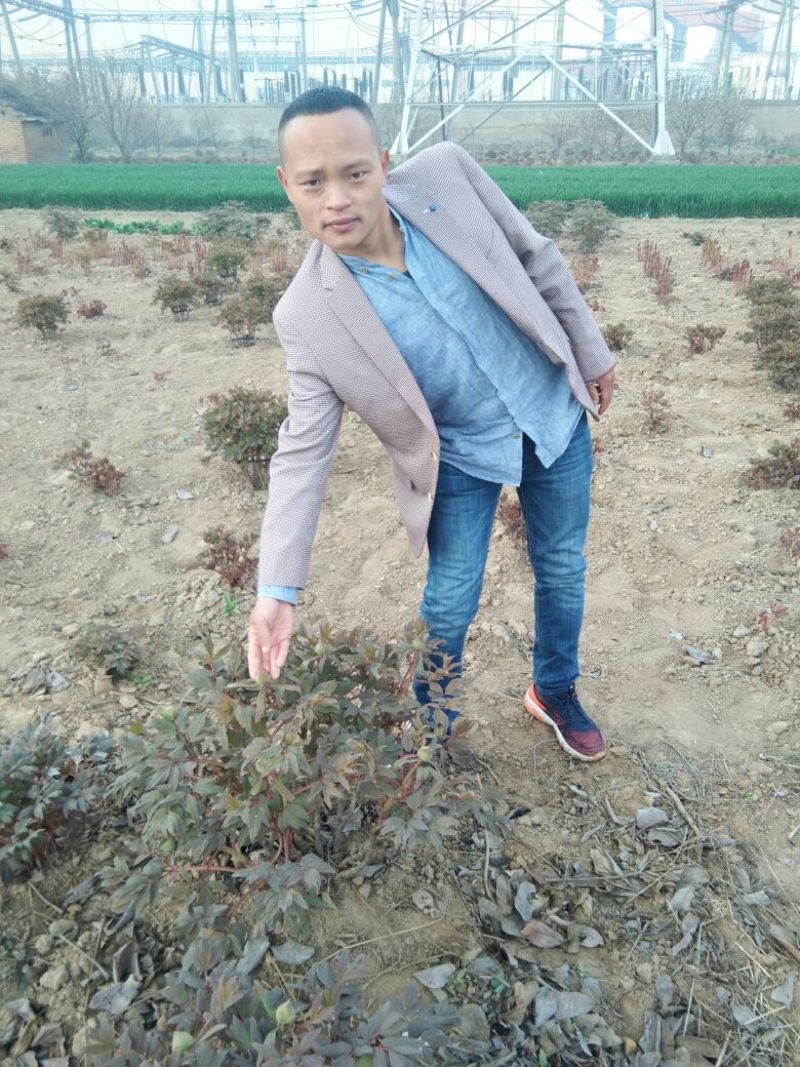 牡丹三年标准苗