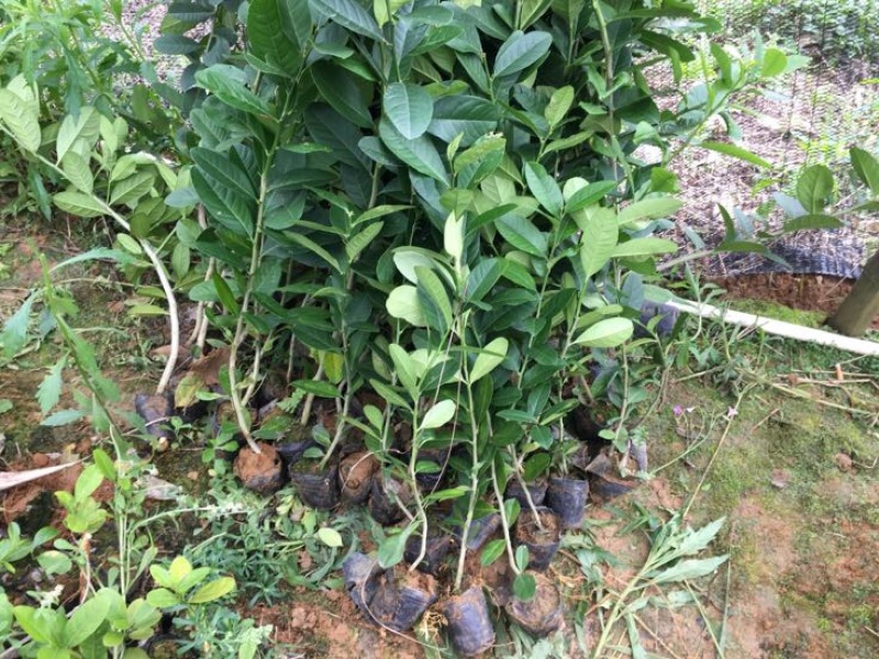 香水柠檬树苗无籽黄柠檬苗西柠檬苗青柠檬苗