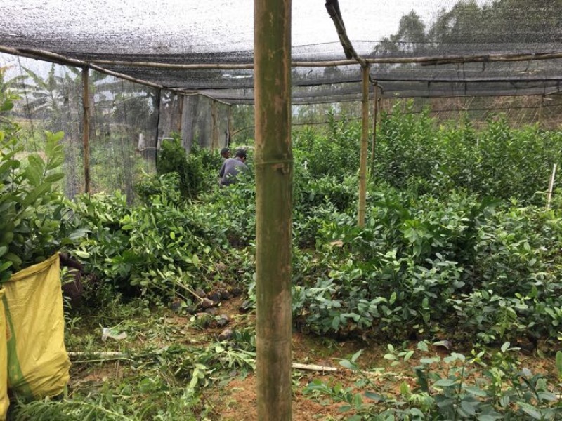 香水柠檬树苗无籽黄柠檬苗西柠檬苗青柠檬苗