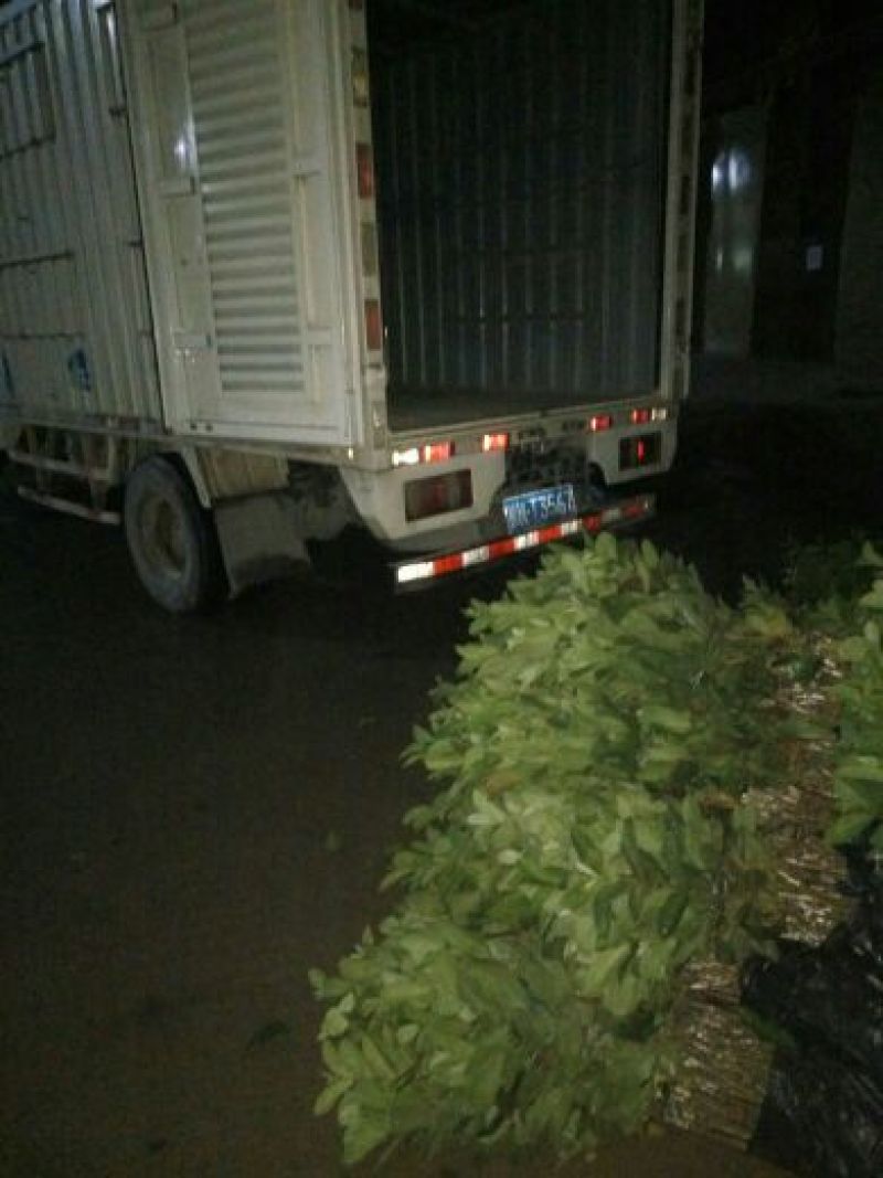 冰糖橙树苗引进品种埃及橙，埃及冰糖橙正宗嫁接苗