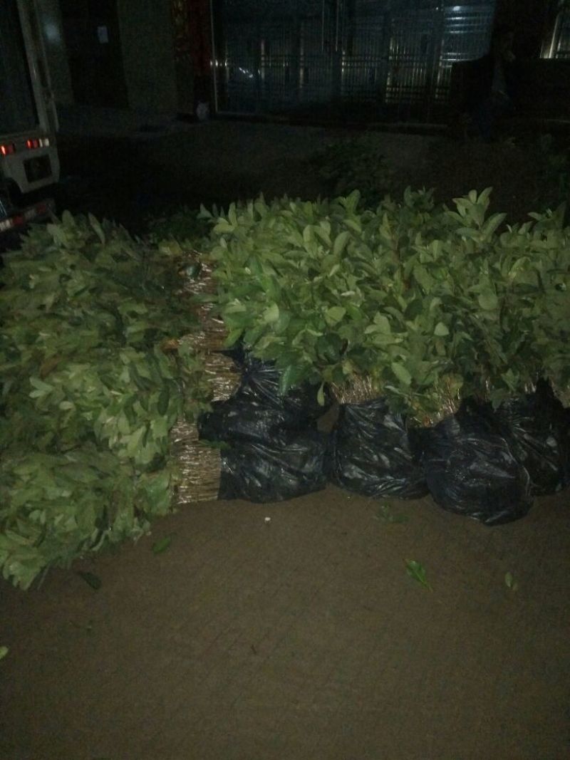 冰糖橙树苗引进品种埃及橙，埃及冰糖橙正宗嫁接苗