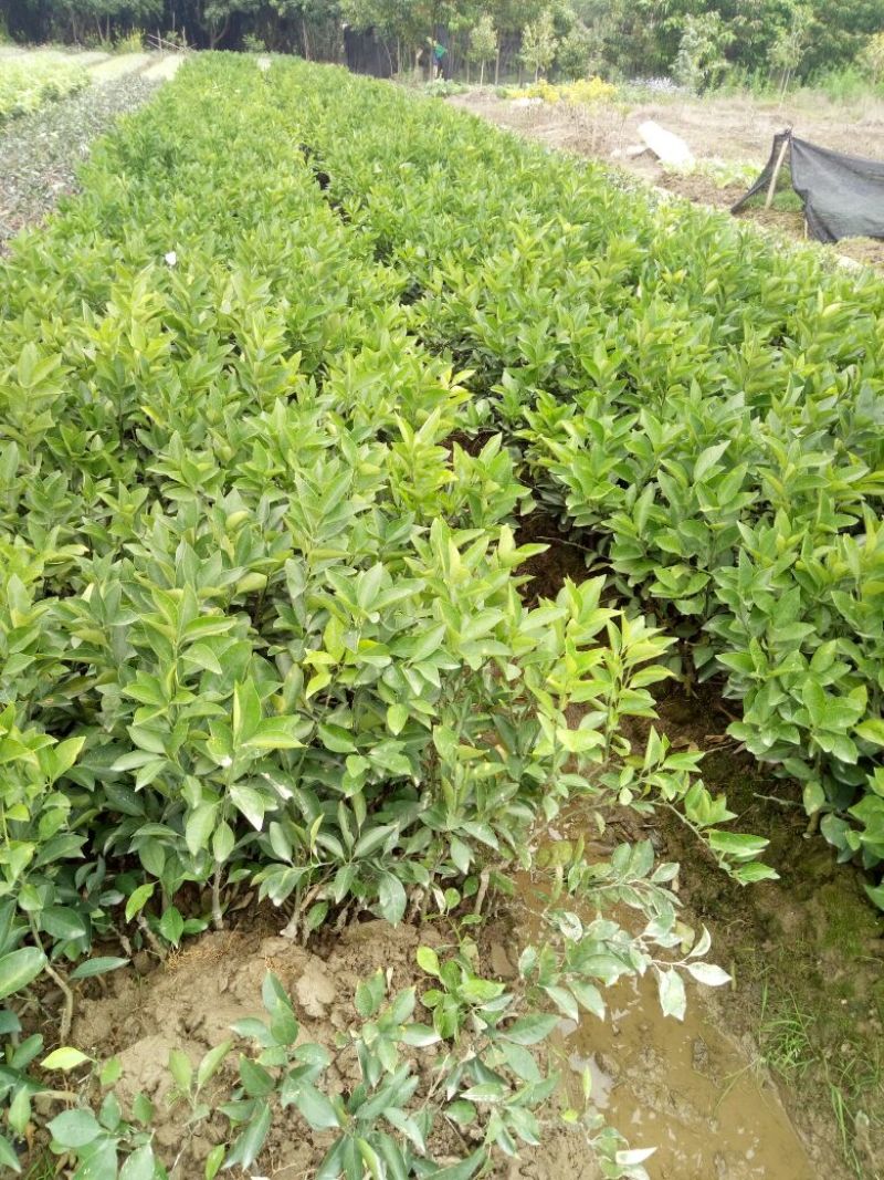 冰糖橙树苗引进品种埃及橙，埃及冰糖橙正宗嫁接苗