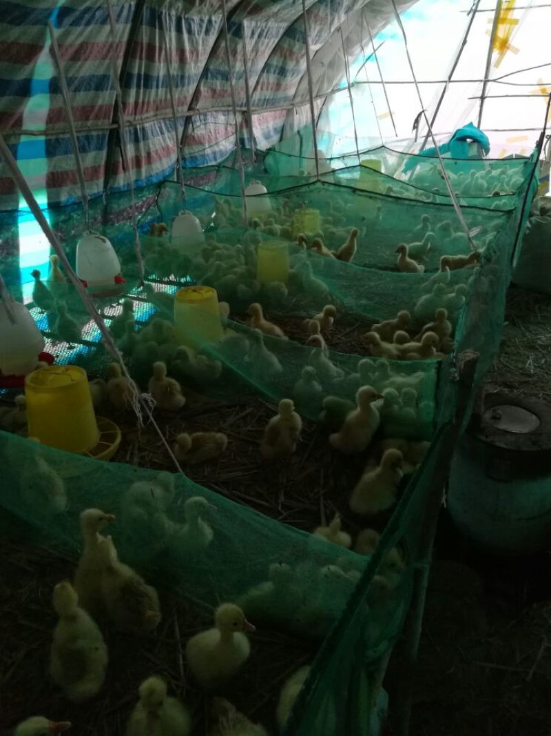 皖西白鹅鹅苗250g以下