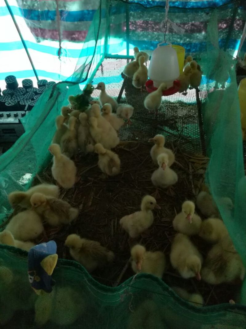 皖西白鹅鹅苗250g以下