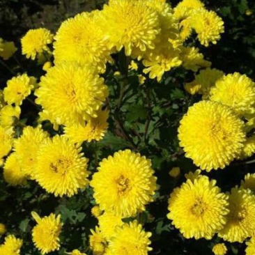 菊花茶