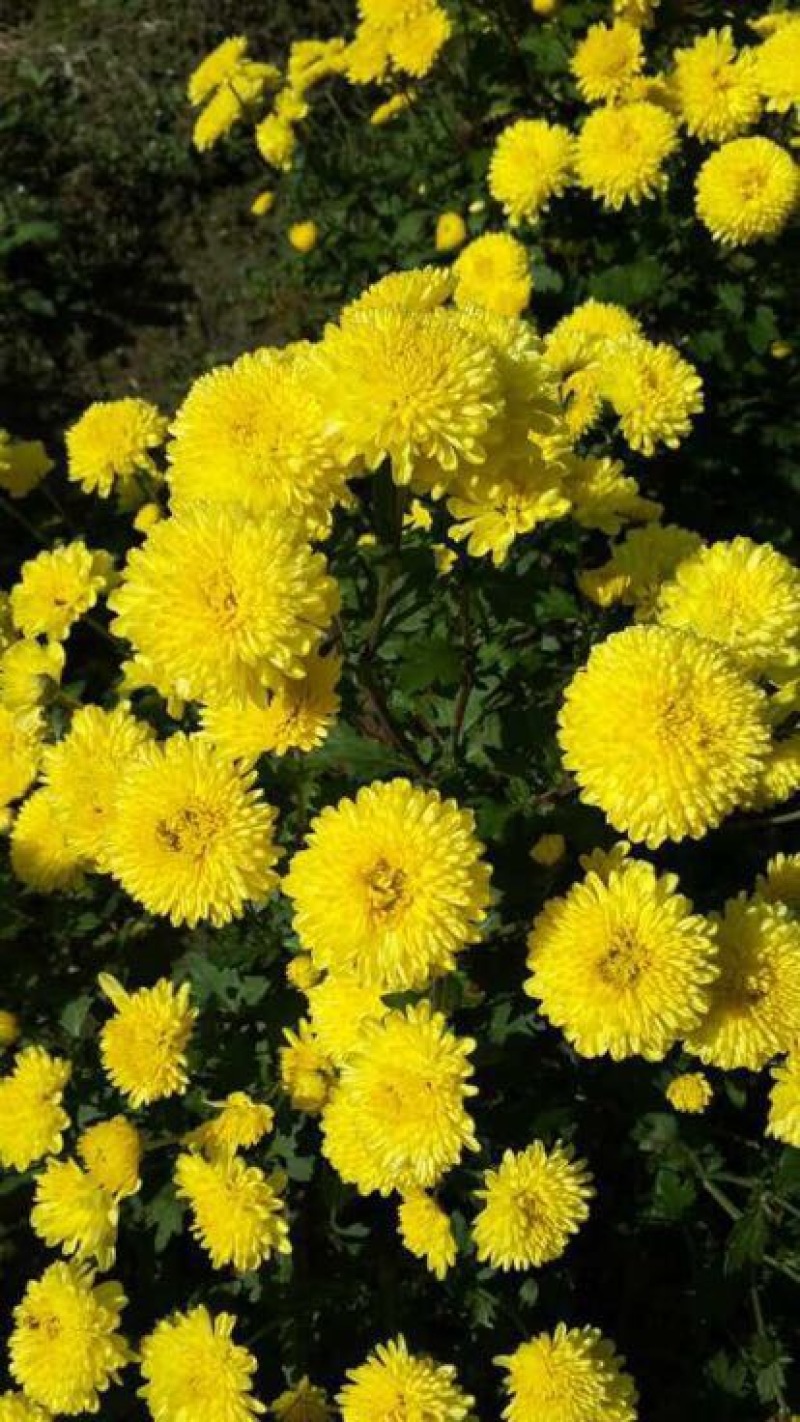 菊花茶