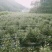 菊花茶