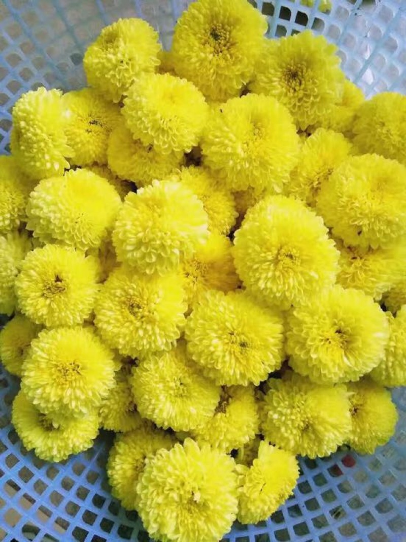 菊花茶
