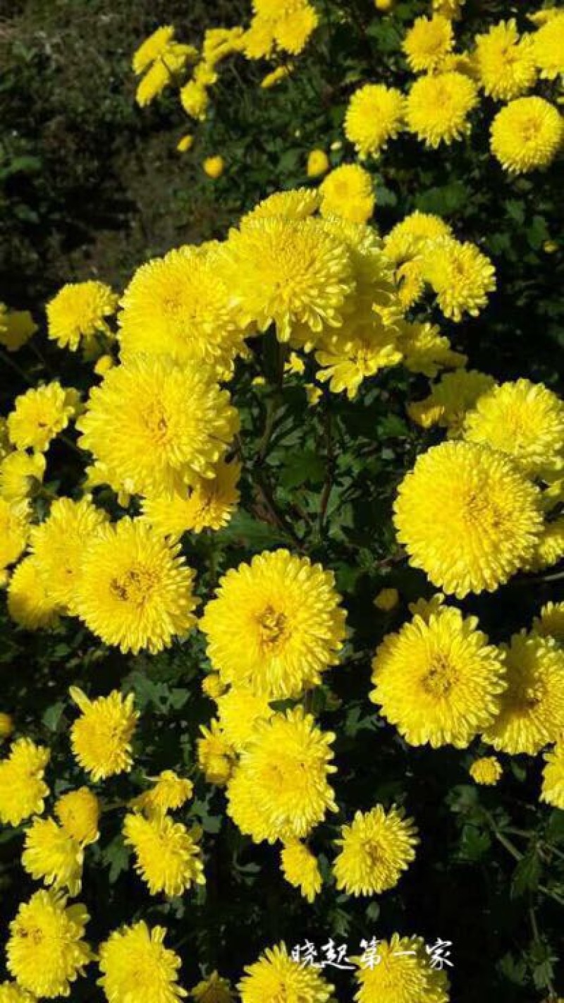 菊花茶