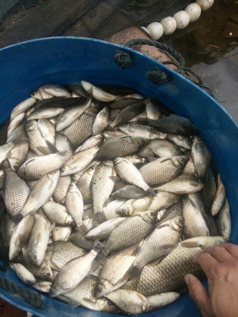 黄金鲫食用