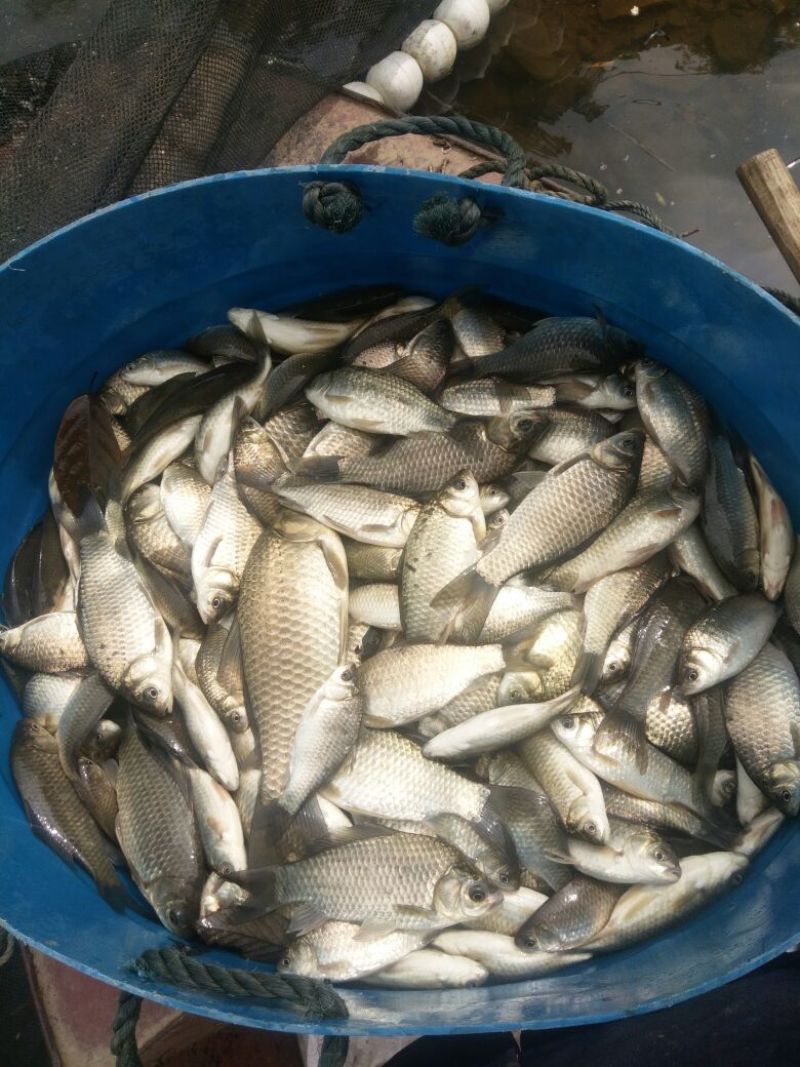 黄金鲫食用
