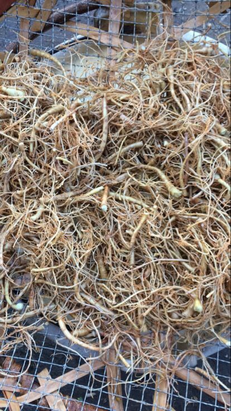 三七根茎