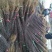 花椒树20~30cm