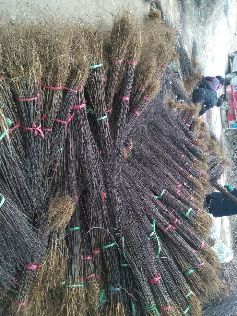 花椒树20~30cm