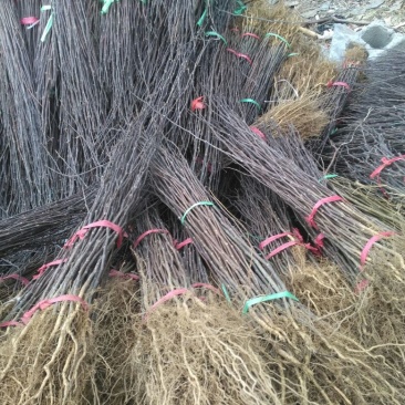 花椒树20~30cm