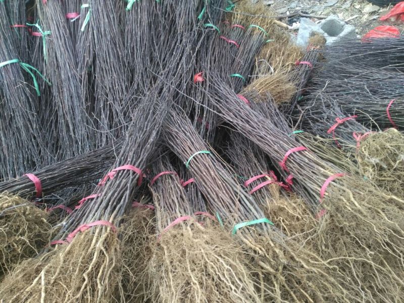 花椒树20~30cm