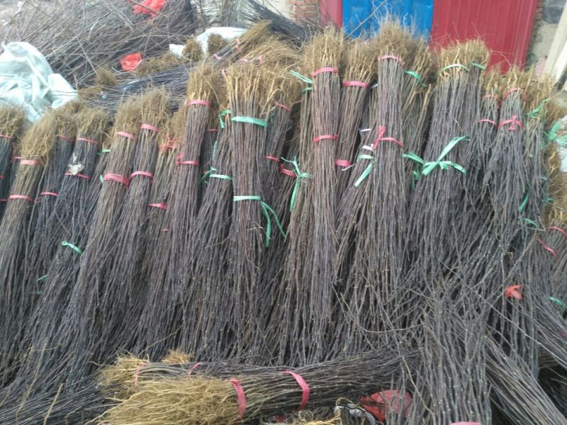 花椒树20~30cm