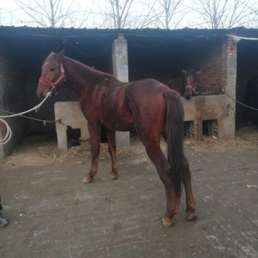 肉马200~300kg