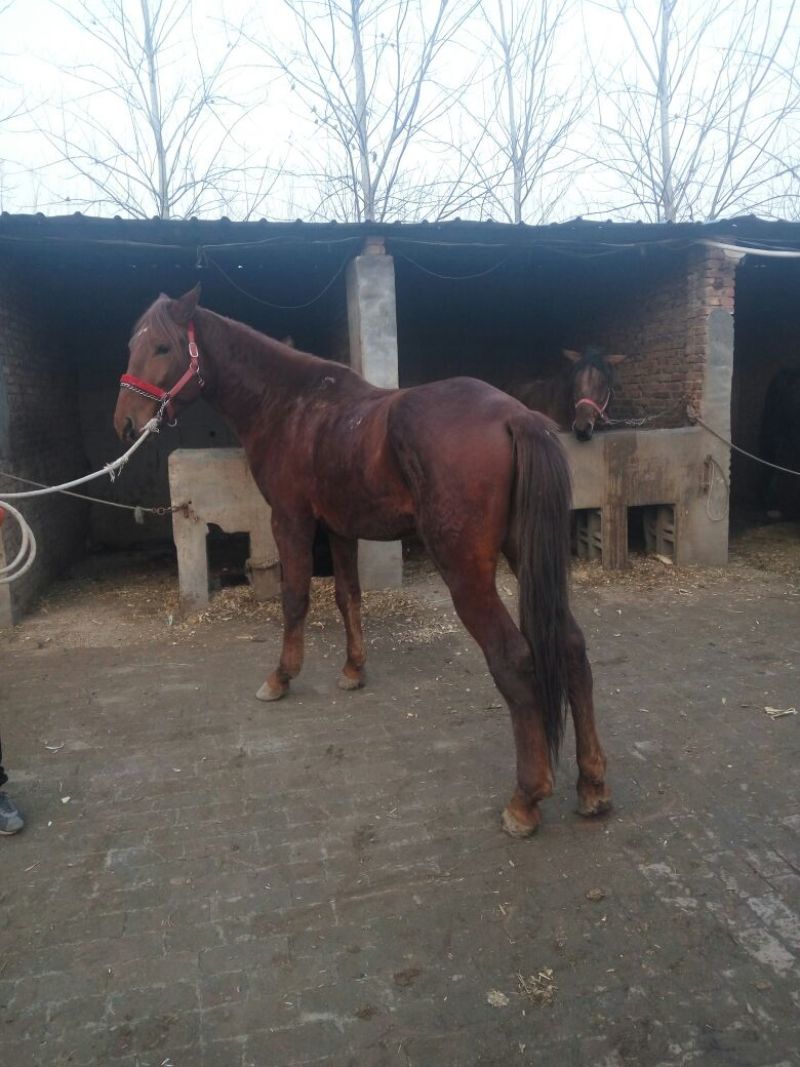 肉马200~300kg