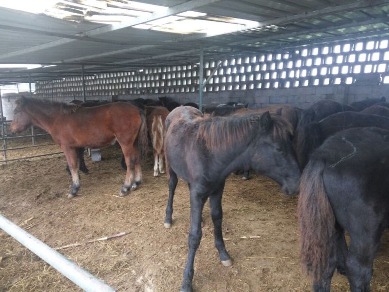 肉马200~300kg