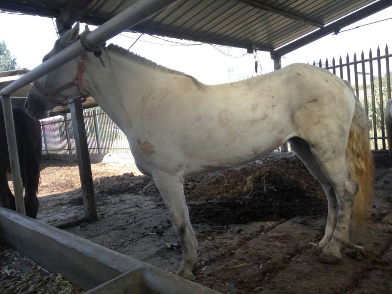 肉马200~300kg