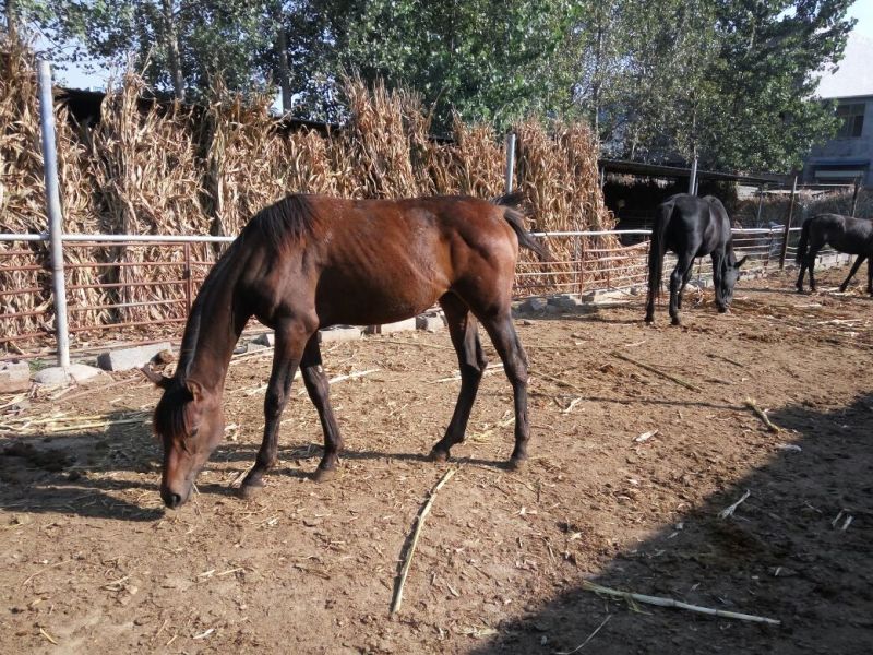 肉马200~300kg