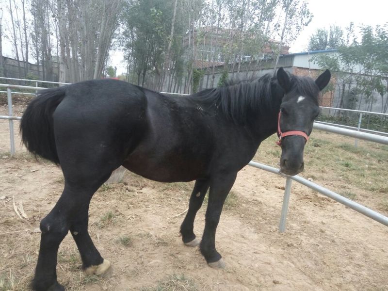 肉马200~300kg