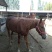 肉马200~300kg