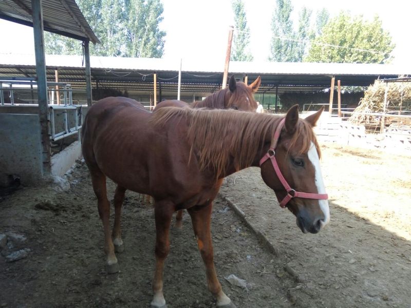 肉马200~300kg