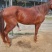 肉马200~300kg