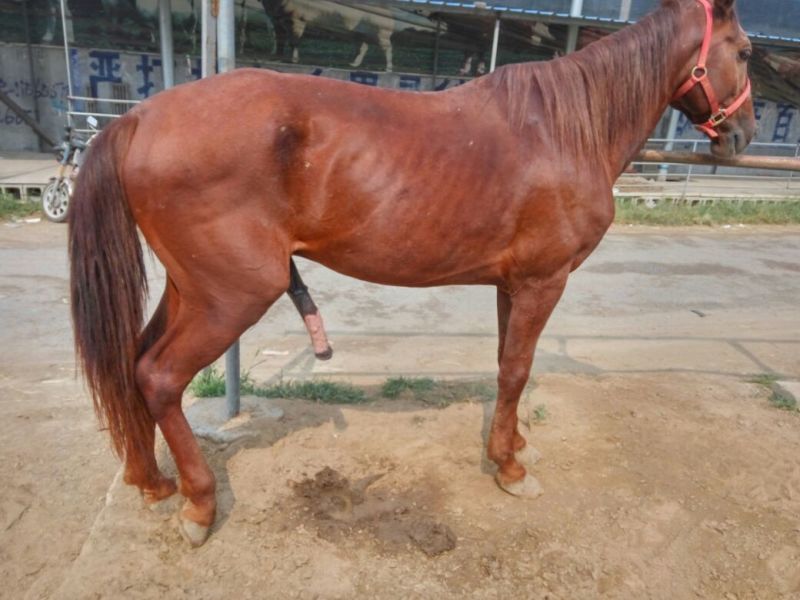 肉马200~300kg