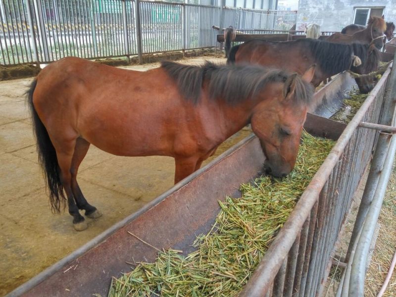 肉马200~300kg
