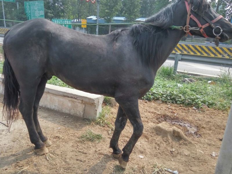 肉马200~300kg