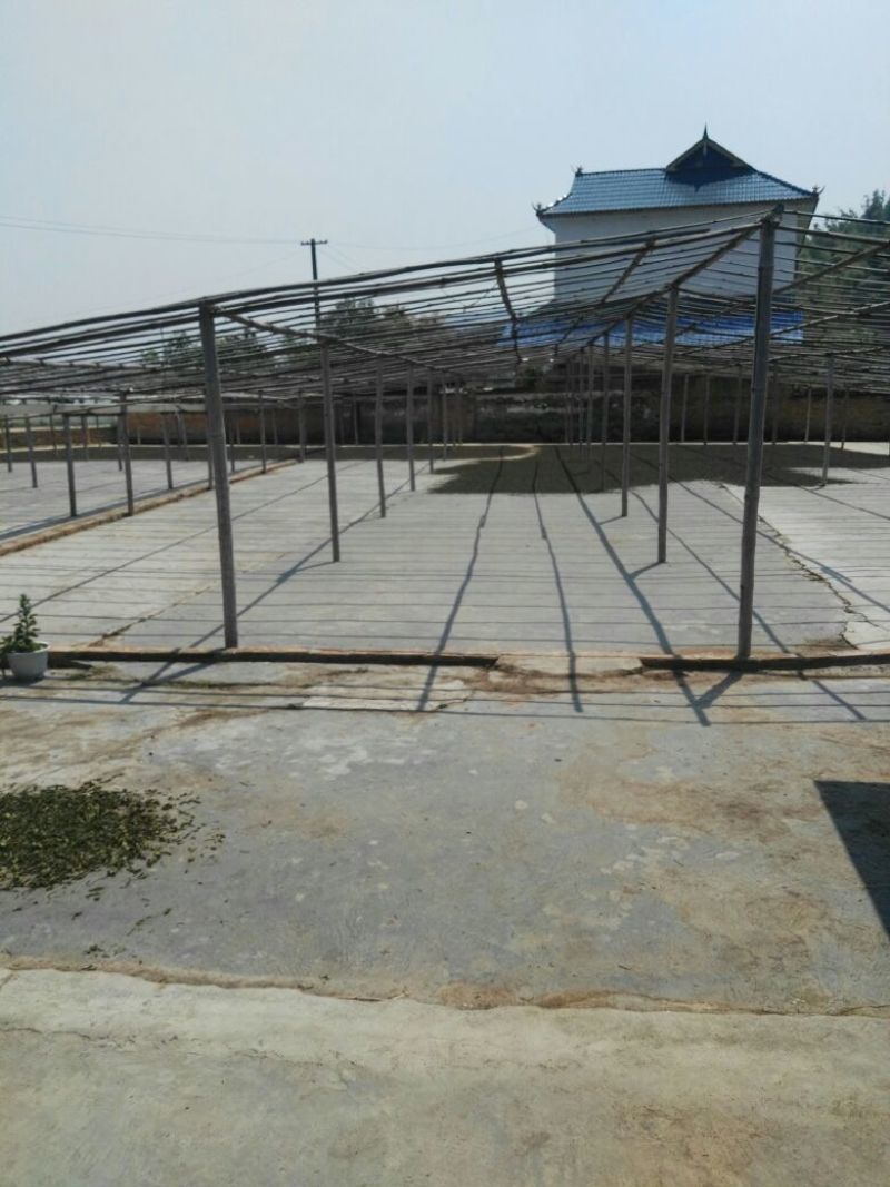 古树普洱茶一级
