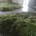 古树普洱茶一级