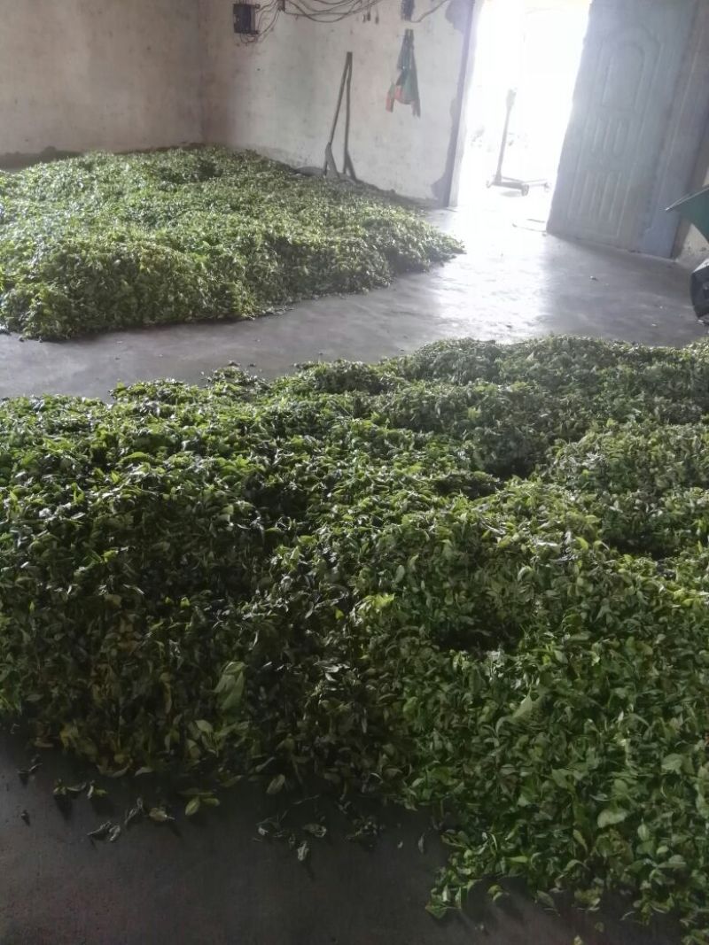 古树普洱茶一级