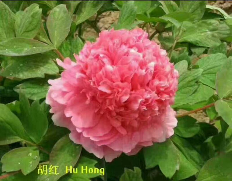 牡丹苗10cm以下